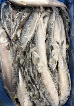 Mackerel (Atlantic), 500g Up, Whole Round, Frozen, Blast,  NW, 20 kg (44.1 lb.)