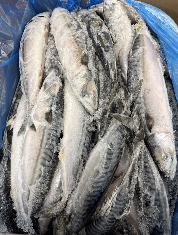 Mackerel (Atlantic), 500g Up, Whole Round, Frozen, Blast, Iceland, NW, 20 kg (44.1 lb.)