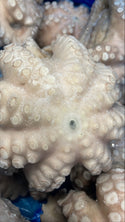 Octopus (Vulgaris), T5 (1-1.5 kg), A Grade, Whole, Frozen, IQF, Morocco, NW, 12 kg (26.46 lb.)