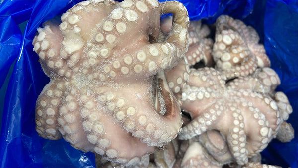 Octopus (Vulgaris), T7 (0.5-0.8 kg), A Grade, Whole, Frozen, IQF, Morocco, NW, 12 kg (26.46 lb)