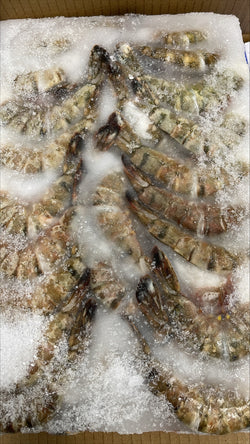 Shrimp, (Black Tiger), 16-20, HLSO, Frozen, NW, 24 lb, 6 x 4 lb