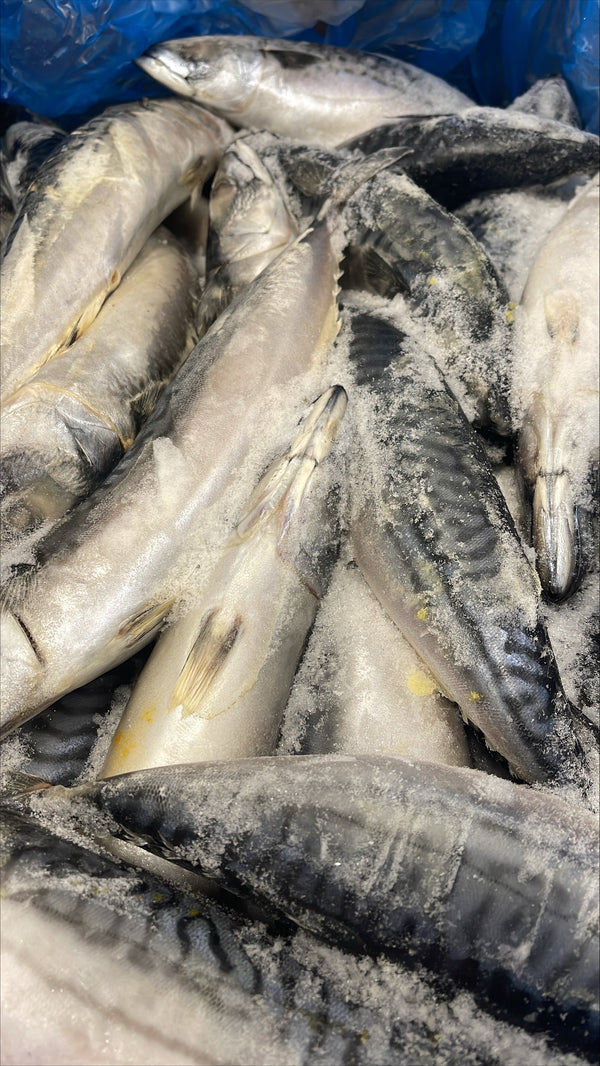 Mackerel (Atlantic), 450g up, Whole Round, Frozen, Blast, Iceland, NW, 20 kg (44.1 lb.)