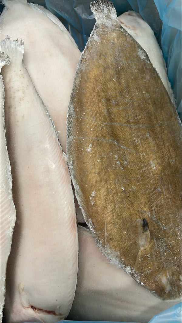 Sole (Dover), 20-24 oz, Whole Round, Frozen, IQF, NW, 25 lb