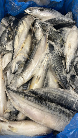 Mackerel (Atlantic), 450g up, Whole Round, Frozen, Blast, NW, 20 kg (44.1 lb.)