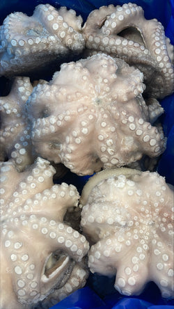 Octopus, (Vulgaris), T5 (1-1.5 kg), Whole, Frozen, NW, 12 kg (26.46 lb)