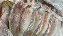 Snapper (Yellow Tail), 1/4-1/2 lb, Whole, Gutted, Frozen, NW, 55 lb