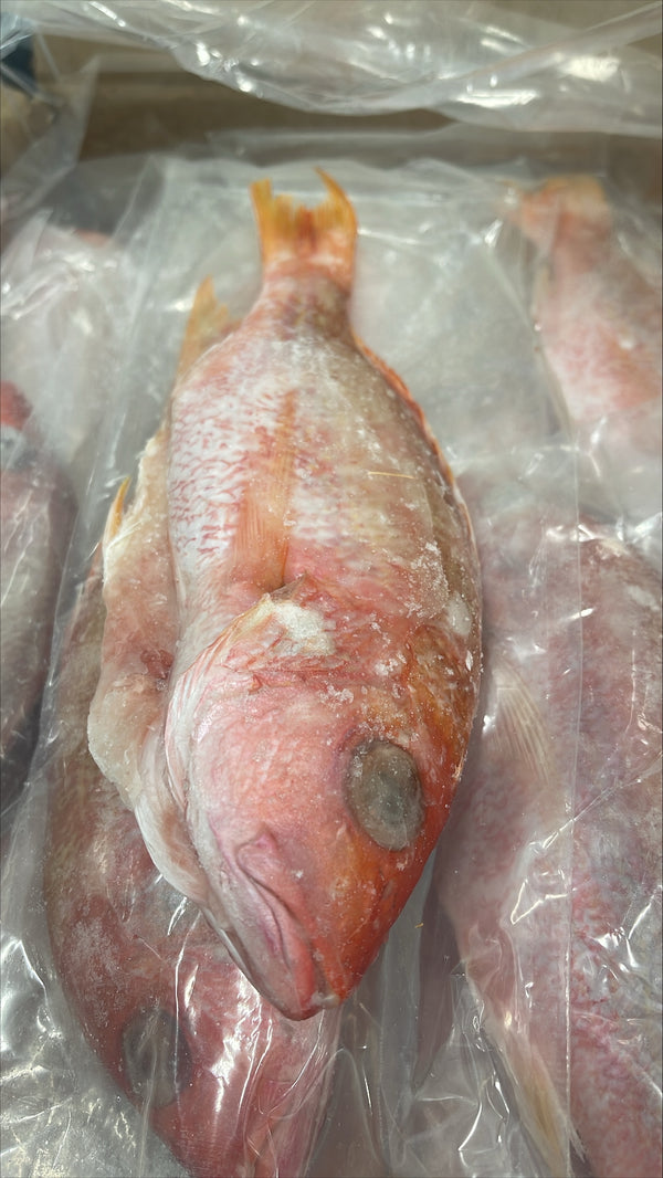 Snapper (Red), 1/4-1/2 lb, Whole, Gutted, Frozen, IWP, Brazil, AN NW, 44 lb