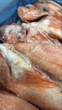 Red Fish 3/4-1lb, WGGS, Frozen, Canada, NW, 10 lb