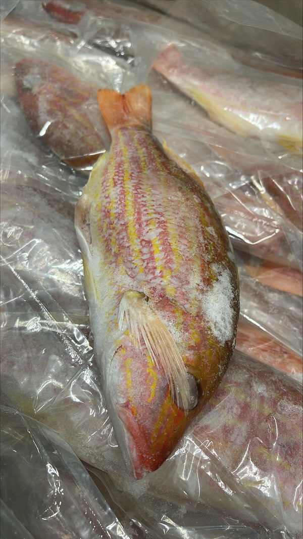 Snapper (Lane), 1/4-1/2 lb, Whole, Gutted, Frozen, IWP, Brazil, AN, NW, 44 lb