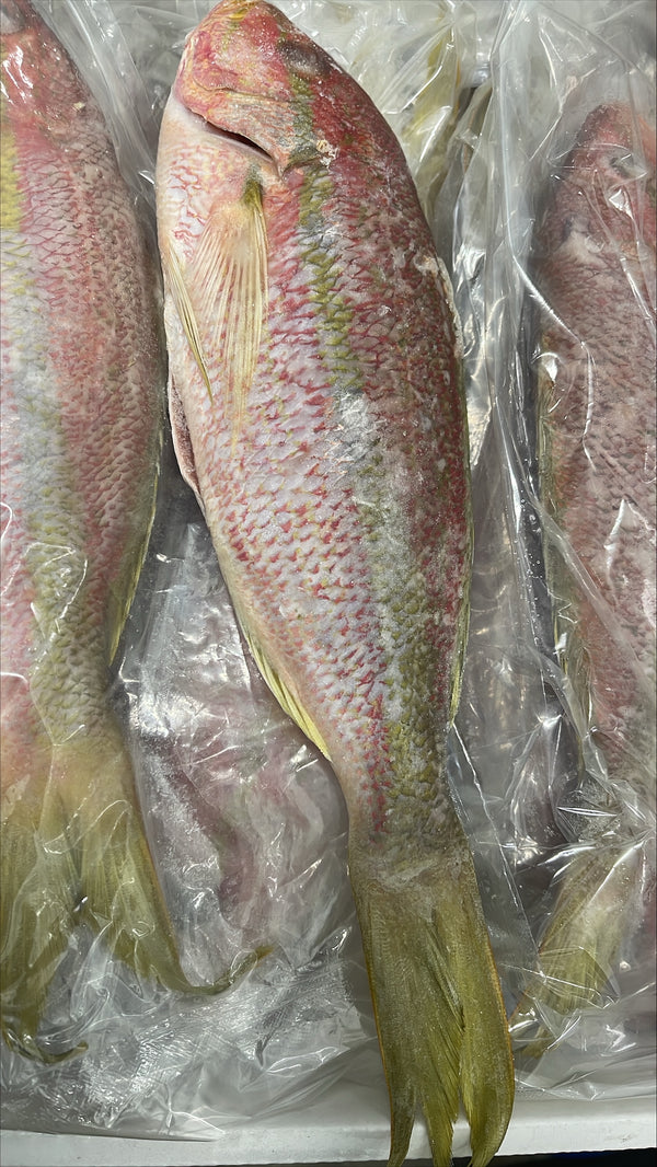 Snapper (Yellow Tail), 3/4-1 lb, WGGS, Frozen, Brazil, NW, 10 lb