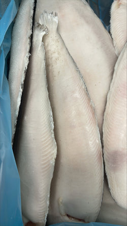 Sole (Dover), 20-24 oz, Whole Round, Frozen, IQF, NW, 25 lb