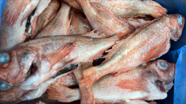 Red Fish 1/2-3/4lb, WGGS, Frozen, Canada, NW, 10lb