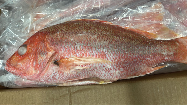 Snapper (Red), 2-3 lb, WGGS, Frozen, Brazil, AN, NW, 22 lb