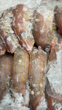 Snapper (Lane), 1/4-1/2 lb, Whole, Gutted, Frozen, IWP, Mexico,  NW, 55 lb