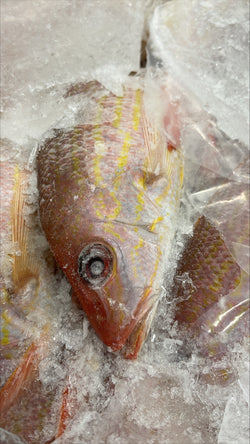 Snapper (Lane), 1/4-1/2 lb, Whole, Gutted, Frozen, Mexico,  NW, 55 lb