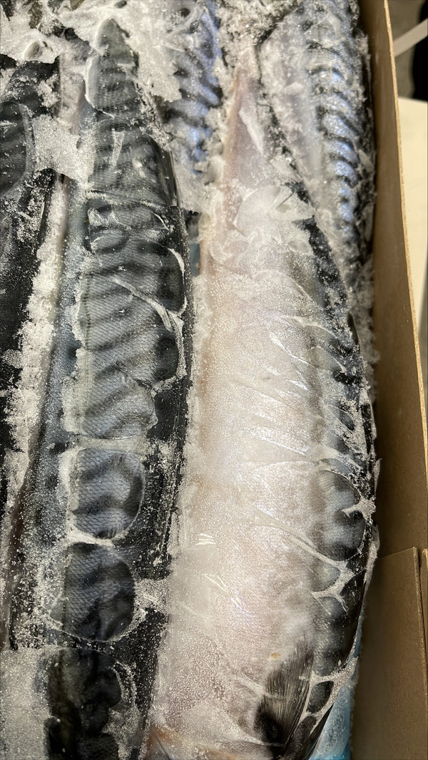 Mackerel (Atlantic), 400-600gr, Whole Round, Frozen, Sperrefish, Norway, NW 10 kg, (22.05 lb)