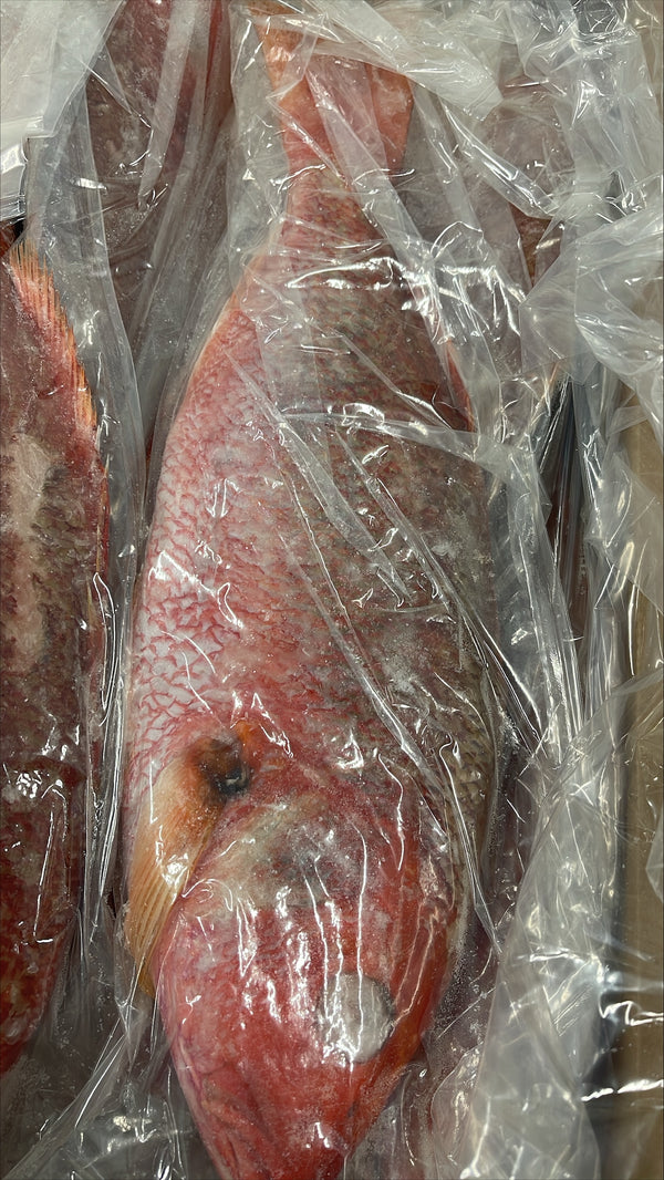 Snapper (Red), 2-3 lb, WGGS, Frozen, Brazil, AN, NW, 22 lb