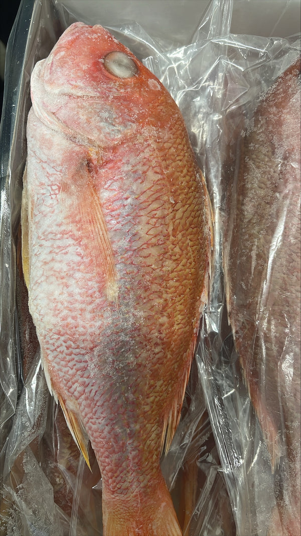 Snapper (Red), 1-2 lb, WGGS, Frozen, Brazil, AN, NW, 10 lb